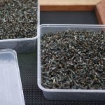 Как избавиться от насекомых на даче по австралийской методике
