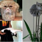 15+ потешных снимков с котами, которые будто не от мира сего
