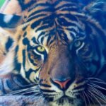 40 интересных фактов о тиграх, после которых вы полюбите этих потрясающих животных