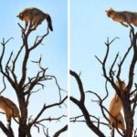 Невероятный прыжок позволил кошке спастись от рыси
