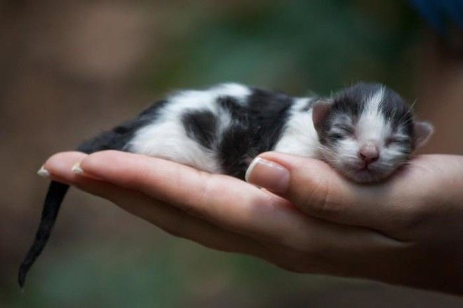 25 удивительных снимков маленьких котят, которые растрогают любое сердце 45