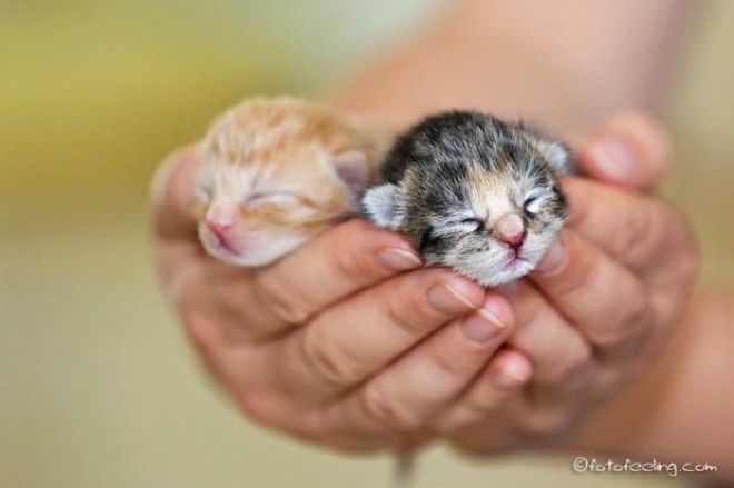25 удивительных снимков маленьких котят, которые растрогают любое сердце 47