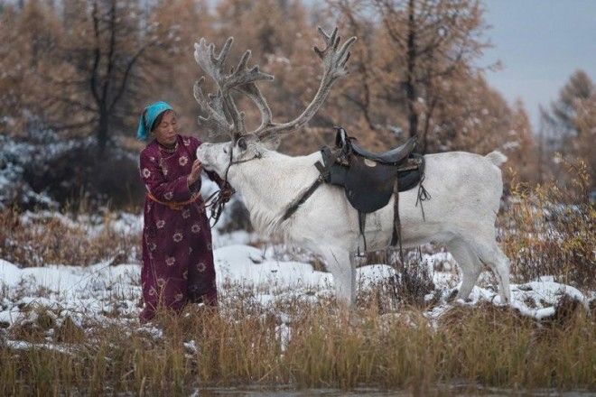 Один день из жизни монгольской семьи оленеводов 35