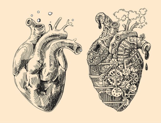 Картинки по запросу desenho de corao humano